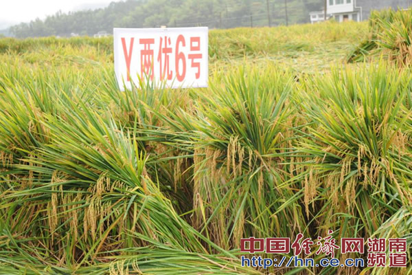 袁隆平“超级稻”在三亚播种 有望再创单产历史新高 袁隆平“超级稻”在三亚播种 有望再创单产历史新高