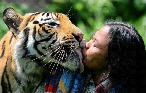 印尼妇人与老虎同吃同睡 打招呼方式为亲吻