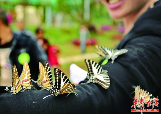 湖南首个蝴蝶公园五一望城开园 有上百个品种