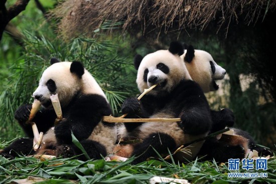 大熊猫三胞胎