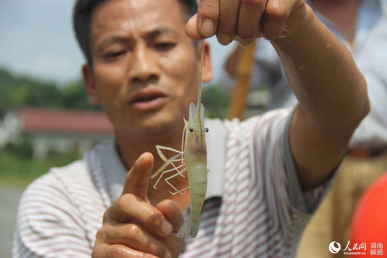 湖南桃江:罗氏沼虾躲过两次暴雨上市