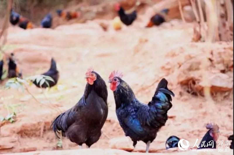 湖南省富硒双十佳企业互联网平台建设暨品牌