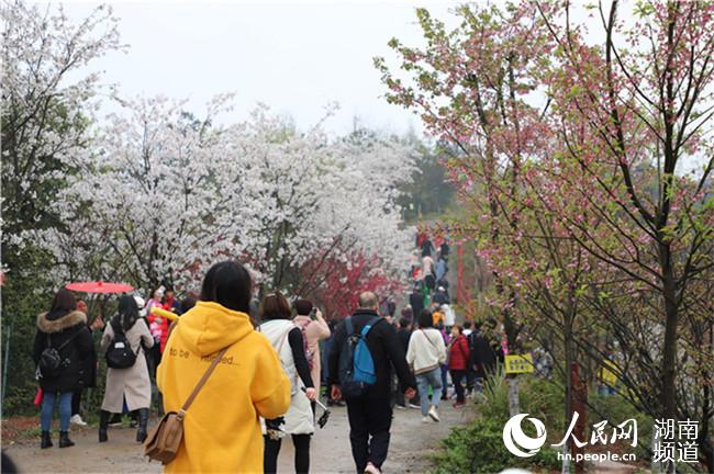 漫山樱花盛长沙浔龙河开启春季赏花游