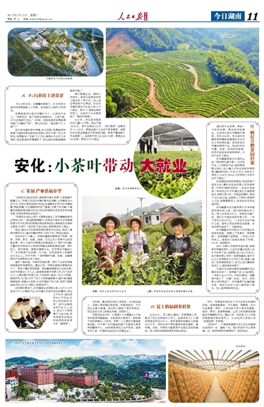 安化：小茶葉帶動大就業

