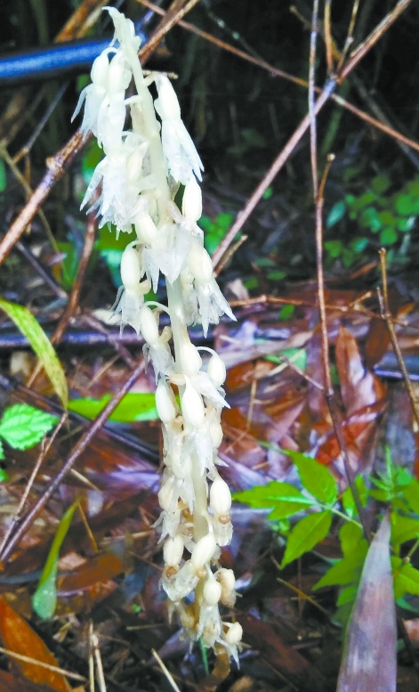宜章莽山发现虎舌兰