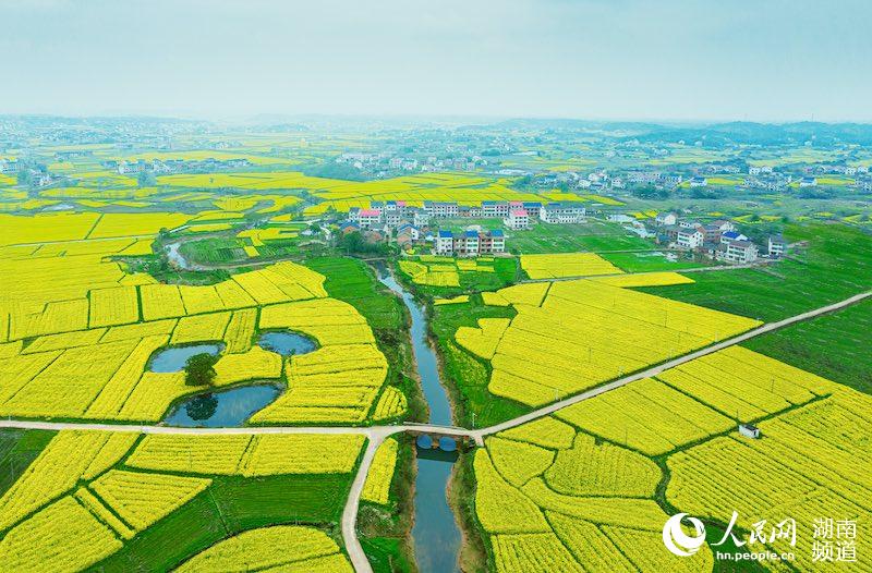 攸县皇图岭镇油菜花海.刘志强 摄