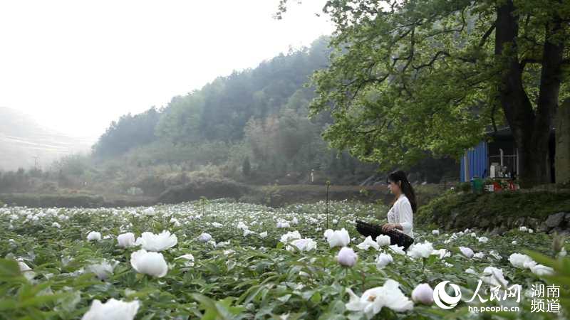 湖南安化：400亩牡丹绽放 开出脱贫致富花。安化融媒体中心供图