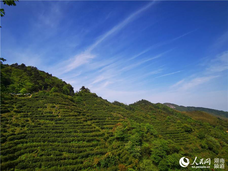 8.南岳區種植茶葉逾萬畝。李芳森 攝