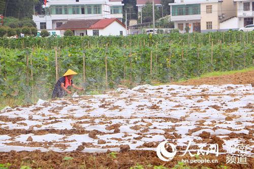 農戶在蔬菜基地干活。何萌攝