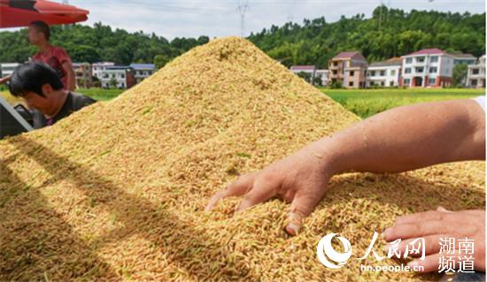 江南体育官网湖南衡阳：硬核举措扛起粮食生产大市责任(图1)