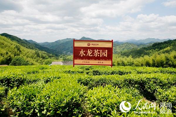 湖南安化水龍茶園。主辦方供圖