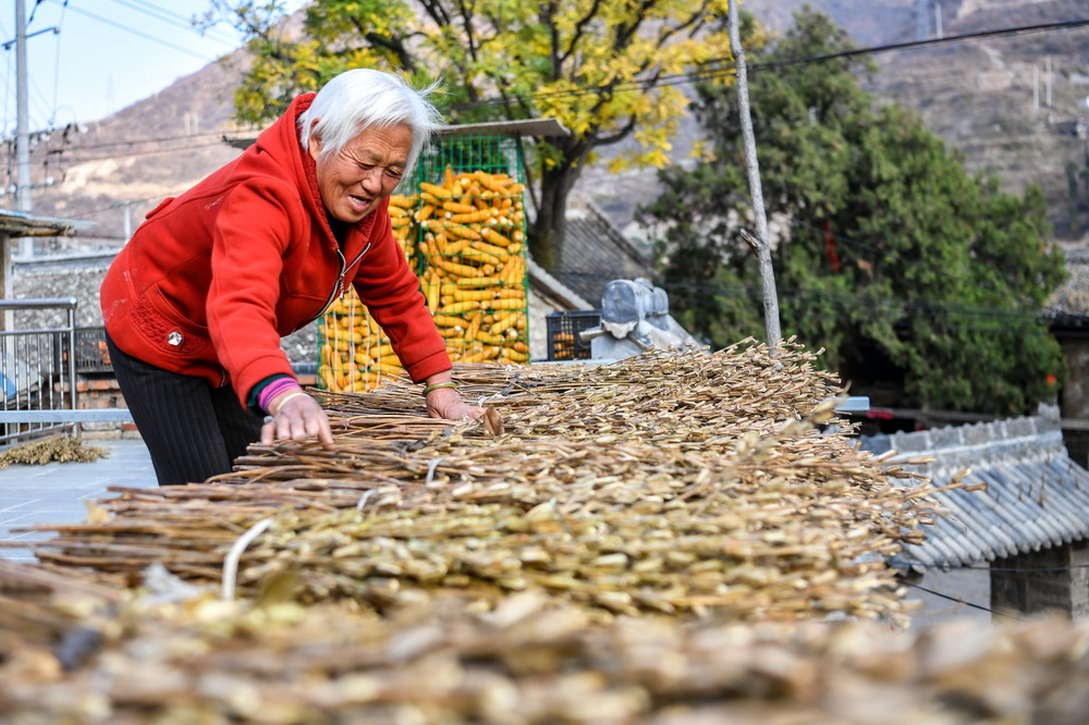 11月11日,山西省平顺县虹霓村的脱贫户在整理丰收的芝麻。