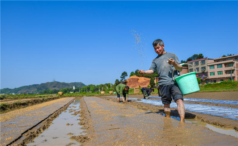 湖南省常寧市洋泉鎮水龍村，村民在田間進行早稻育秧。周秀魚春攝