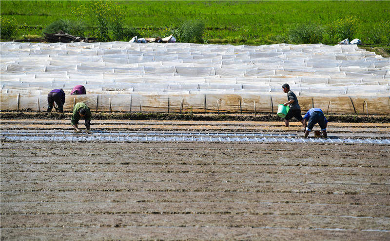 村民在田間進行早稻育秧。周秀魚春攝