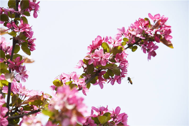 澧縣城頭山國家考古遺址公園內，蜜蜂在採集海棠花蜜。裴瑤攝