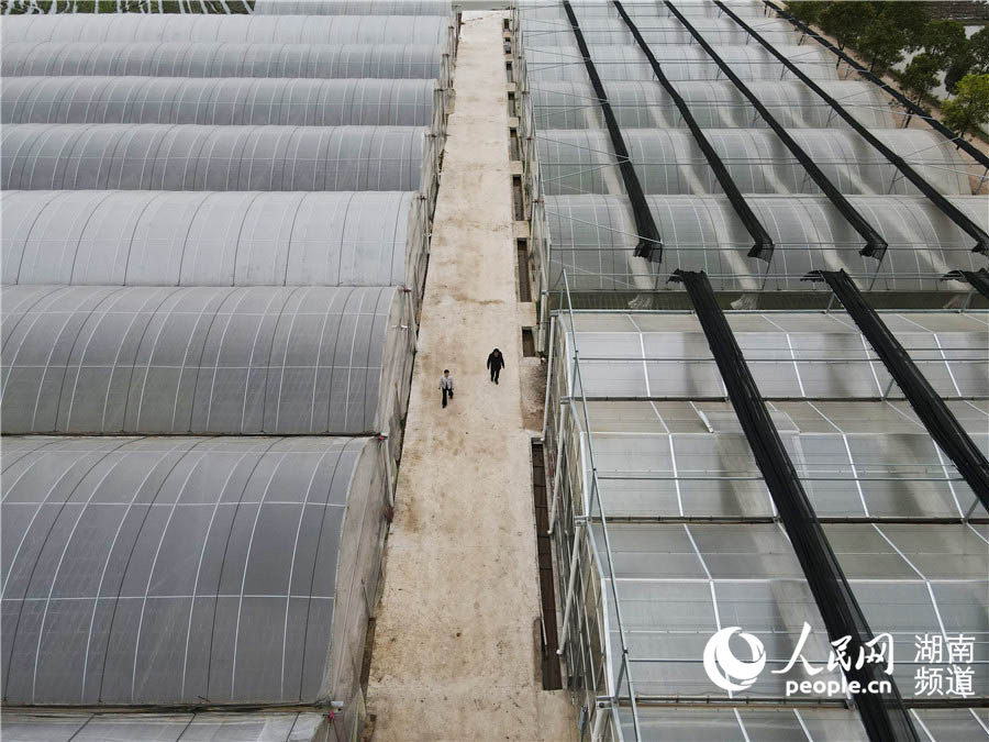 朱霞新建的育秧大棚，一季便能輻射周邊1萬多畝農田。人民網 李芳森攝