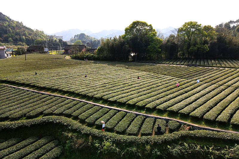 茶農忙著採摘明前茶。李建新攝