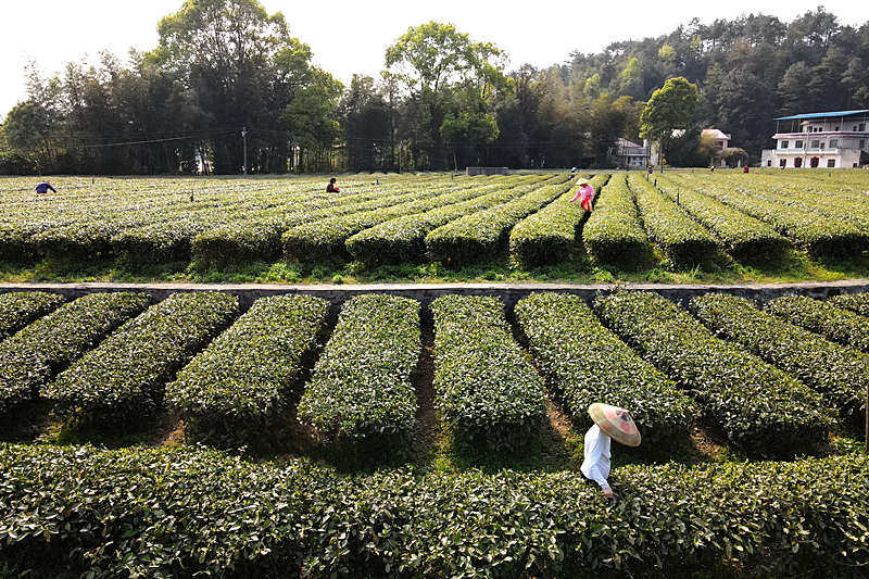 茶農忙著採摘明前茶。李建新攝