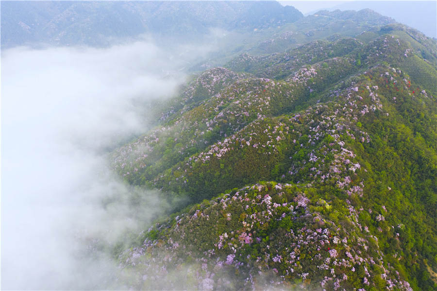 南岳區壽岳鄉龍池村一帶，數千畝杜鵑花盛開。匡代勇攝