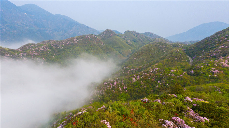 鹿角杜鵑是南岳衡山中眾多杜鵑家族中重要一員。周翔宇攝