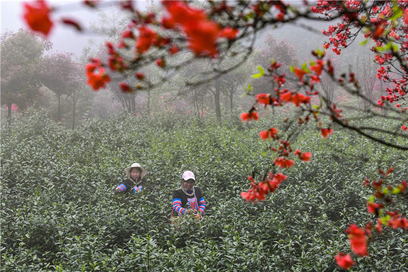 湖南省常寧市塔山瑤族鄉獅園村，村民在採摘茶葉。周秀魚春攝