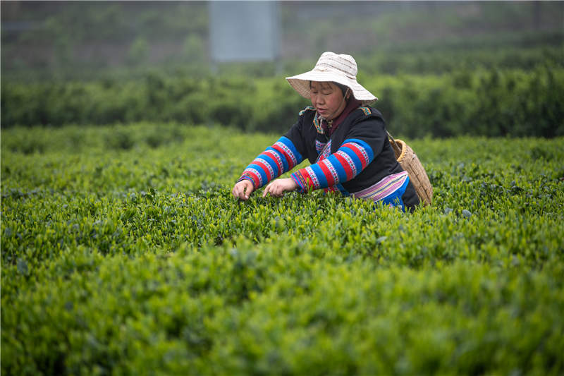 湖南省常寧市塔山瑤族鄉獅園村，村民在採摘茶葉。周秀魚春攝
