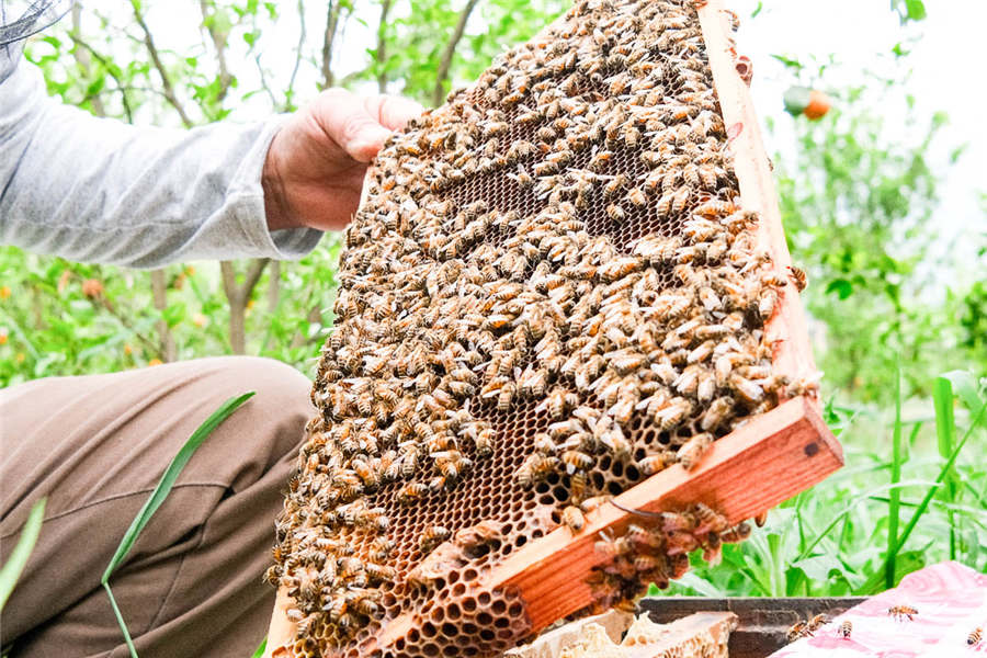 蜂农正在收割花蜜。梁利摄
