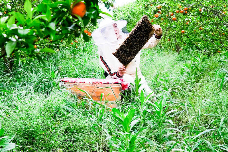 蜂农谢任梅一家正在收割花香四溢的橘子花蜜。梁利摄