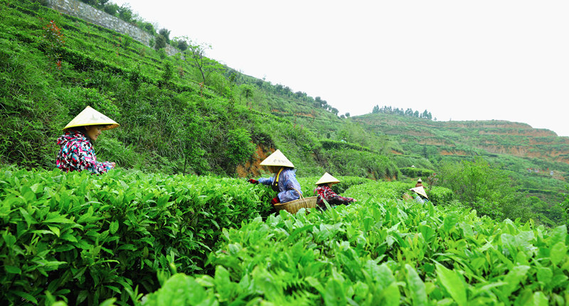 茶農們正在山中採茶。李卓林攝