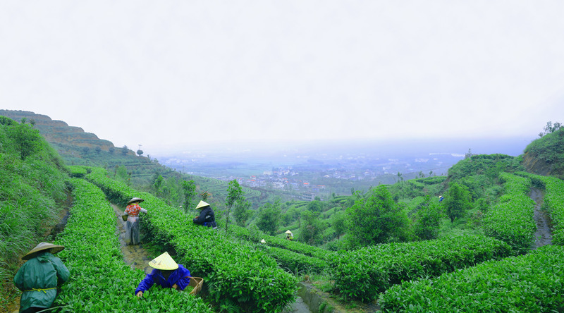 茶農正在山中進行採茶。李卓林攝