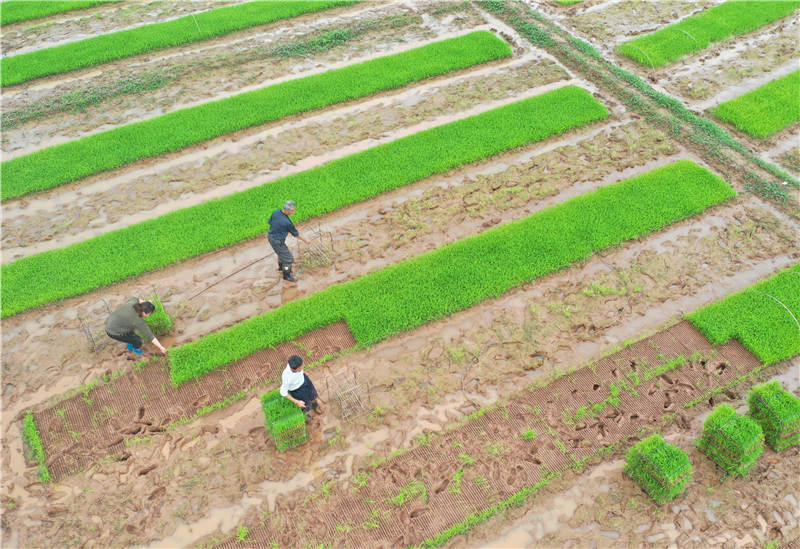 湖南省永州市上關街道東進村，工人在起運早稻秧苗。蔣克青攝