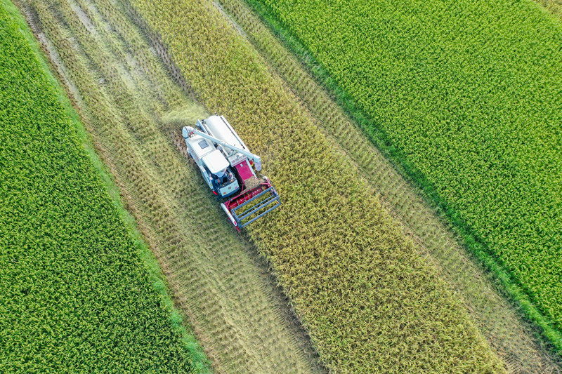 农民驾驶农机在收割早稻。蒋克青摄
