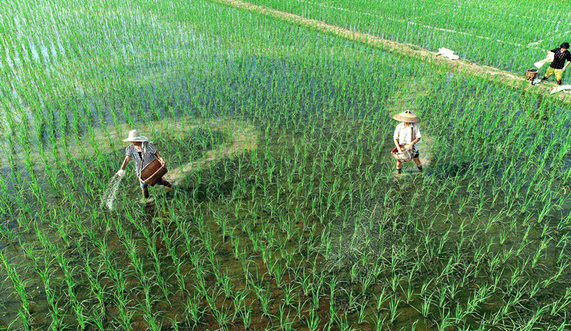 湖南省涟源市桥头河镇段江村，农民在田间施肥。 张扬摄