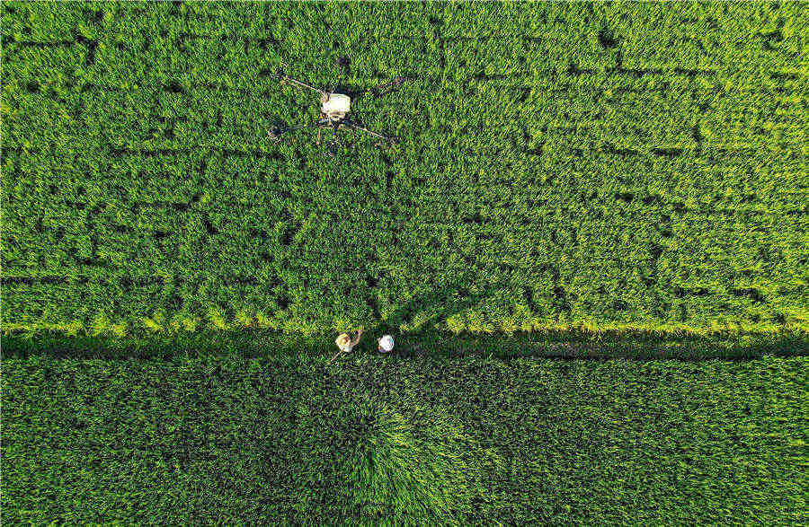 农技员操作植保无人机正在为水稻进行飞防作业。周秀鱼春摄