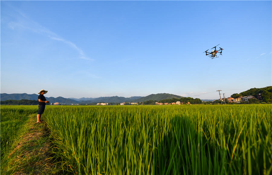 農技員操作植保無人機正在為水稻進行飛防作業。周秀魚春攝