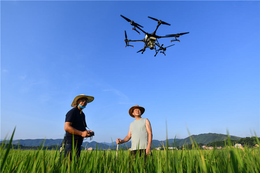7月14日，在湖南省常寧市洋泉鎮土橋村，農技員操作植保無人機正在為水稻進行飛防作業。周秀魚春攝