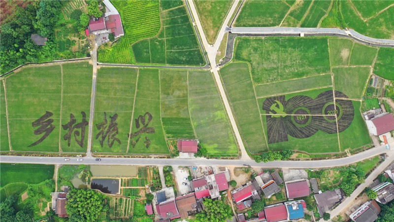 稻田画。单位供图