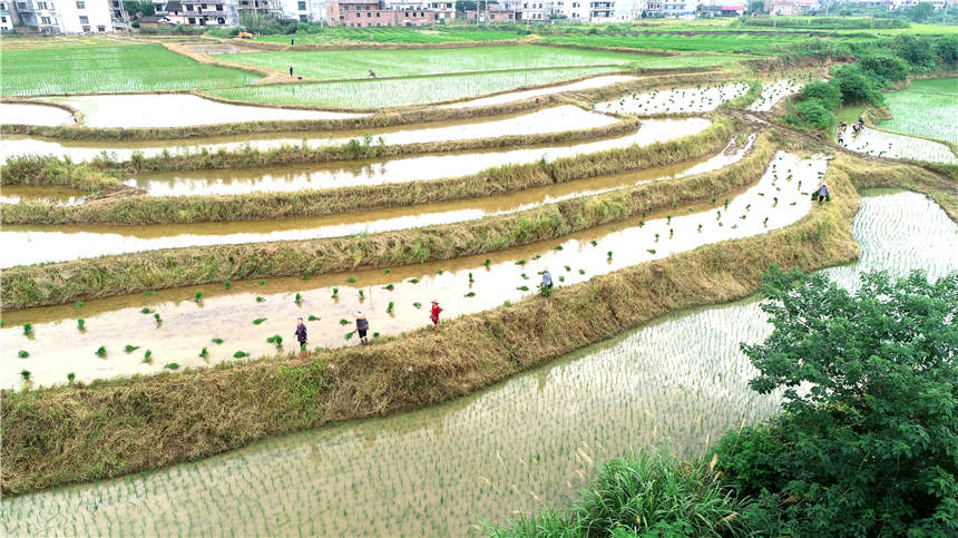 7月22日，湖南省漣源市橋頭河鎮車田村，農民在搶插晚稻秧苗。（無人機拍攝）