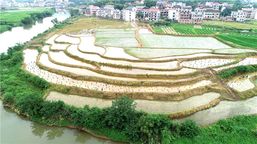 7月22日，湖南省漣源市橋頭河鎮車田村，農民在搶插晚稻秧苗。（無人機拍攝）