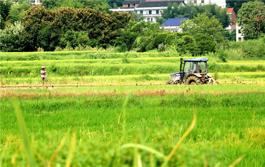 農民在駕駛農機整田，准備晚稻插植。張揚攝