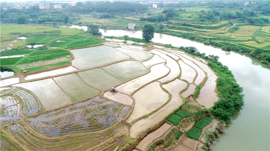 農民在駕駛農機整田，准備晚稻插植。（無人機照片）