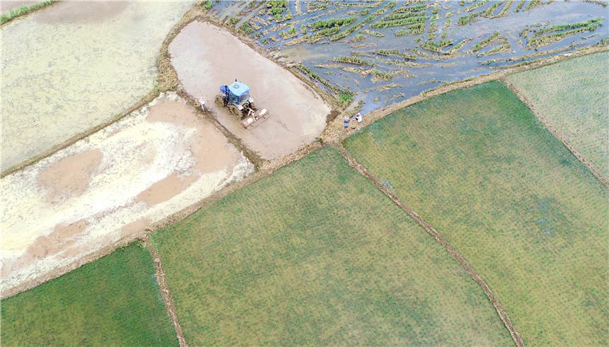 農民在駕駛農機整田，准備晚稻插植。（無人機照片）