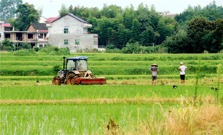 農民在駕駛農機整田，准備晚稻插植。張揚攝