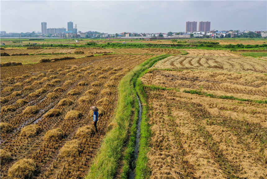 在湖南省永州市道縣營江街道陽樂田村，農民在回收稻田秸稈。蔣克青攝