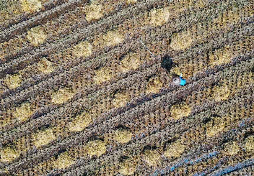 在湖南省永州市道縣營江街道陽樂田村，農民在回收稻田秸稈。蔣克青攝
