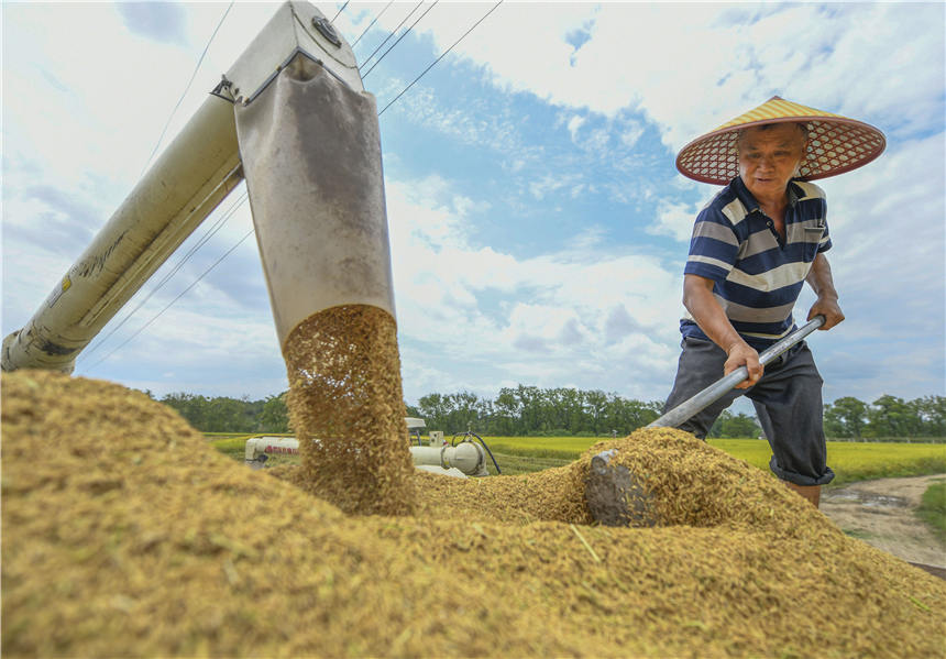 8月12日，在湖南省永州市道縣梅花鎮貴頭村，農民在收獲稻谷。蔣克青攝