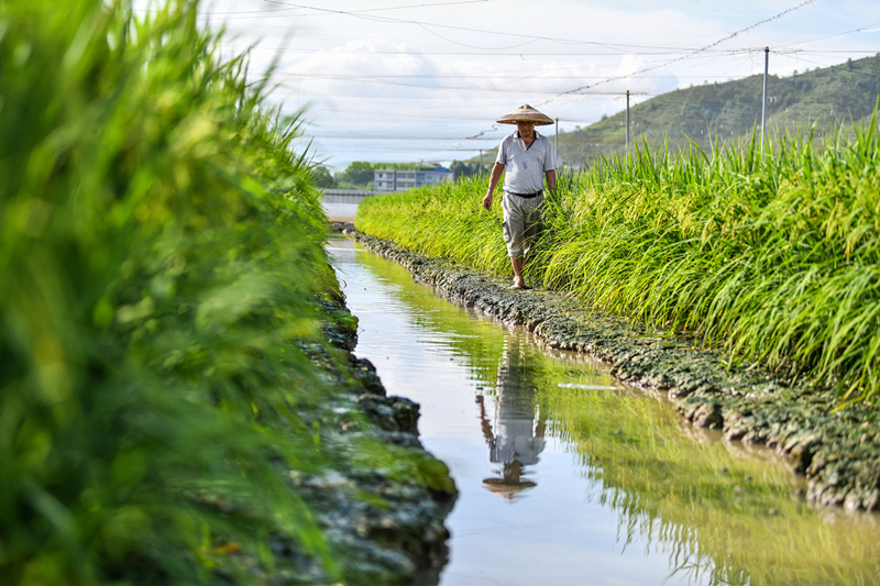 湖南省常寧市洋泉鎮杉樹村生態立體種養基地，農民在查看水稻長勢和黑斑蛙的生長情況。周秀魚春攝