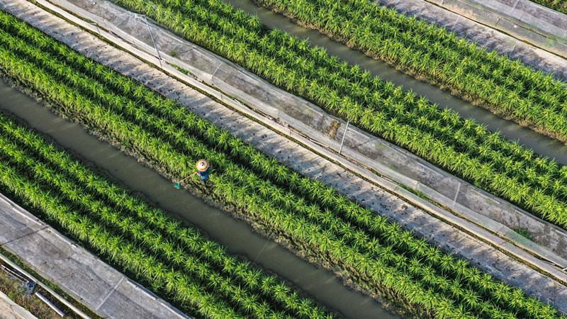 湖南省常寧市洋泉鎮杉樹村生態立體種養基地，農民在給黑斑蛙投喂食料。周秀魚春攝