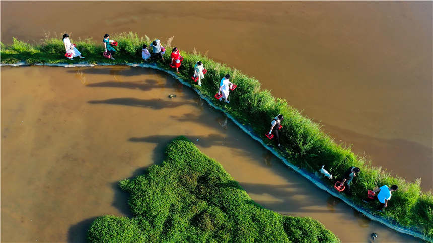 在湖南省常宁市蓬塘乡易头村，游客手提采摘的无花果从田埂上走过。周秀鱼春摄