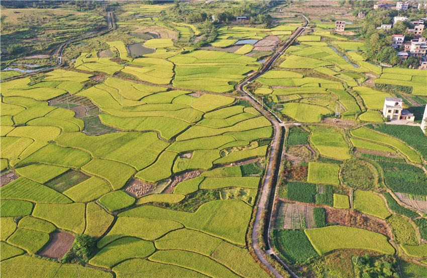 航拍湖南省永州市道縣白馬渡鎮樟武坊村的稻田景色。蔣克青攝